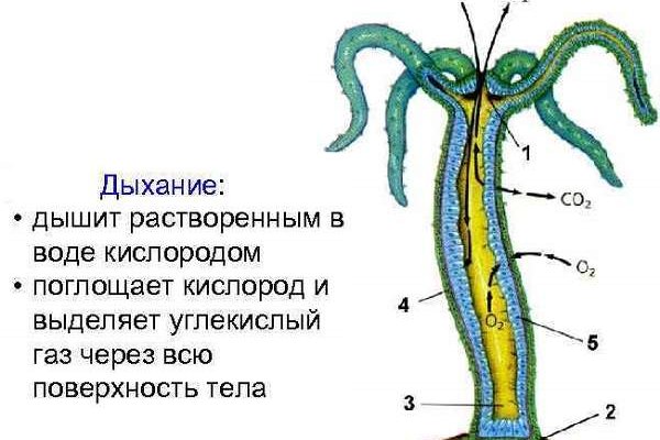 Кракен даркнет зеркало пв