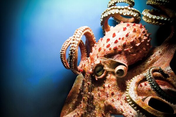 Kraken 18at
